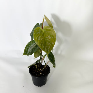 Z-4797 - Philodendron aff. brandtianum (Shingling Form)