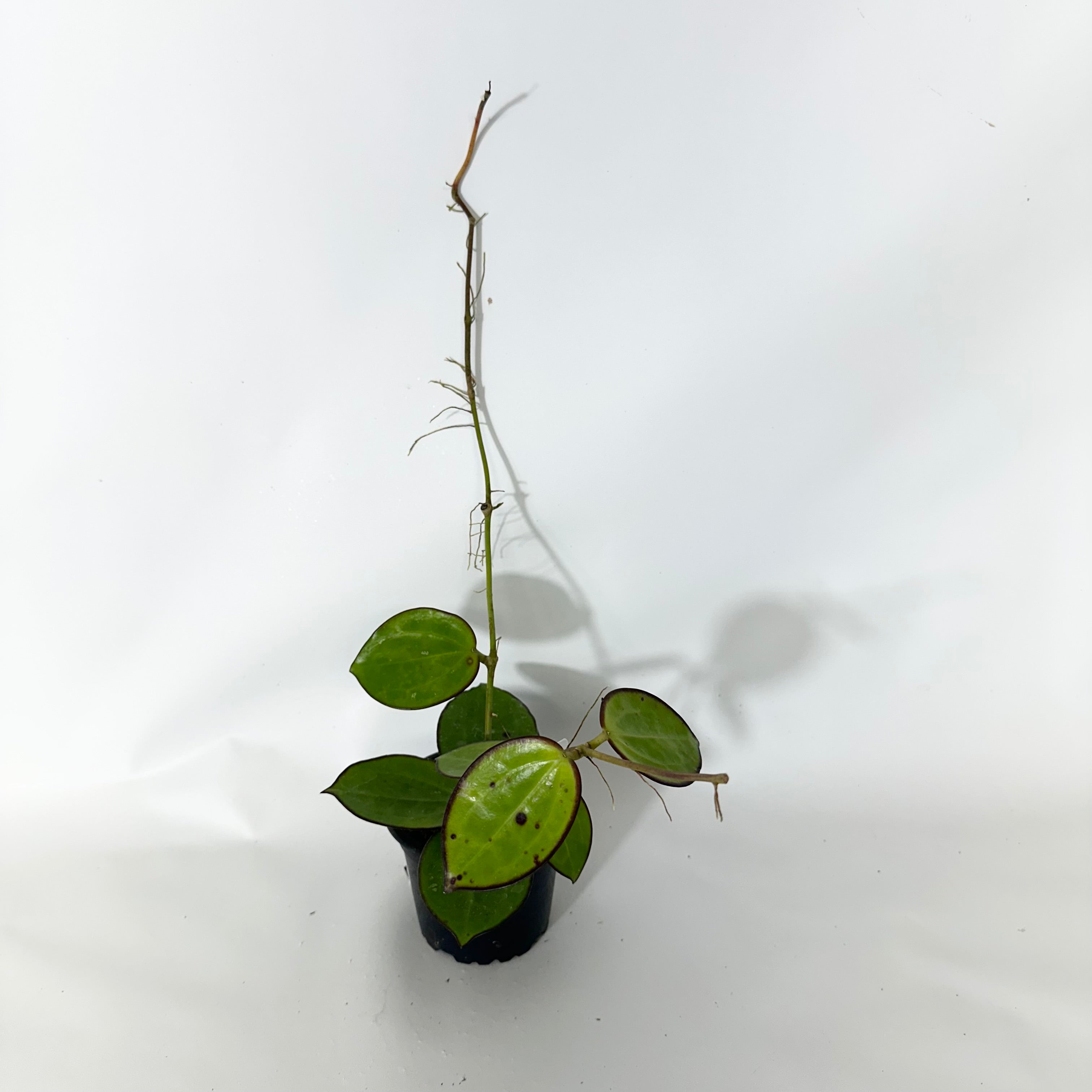 Hoya occulata Mamasa, 大株 花芽付き