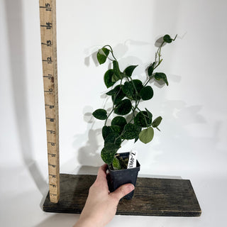 Z-4910 - Scindapsus pictus (Green Form Hassk)