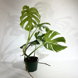 Monstera deliciosa var. borsigiana albo-variegata [#1849]