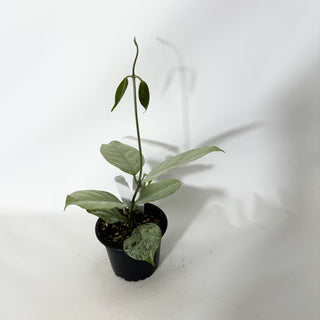 Hoya coriacae (silver) [#1662]