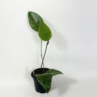 Hoya citrina (Splash)