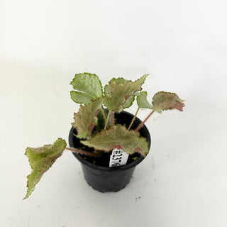 Begonia 'Madhatter' [#2376]