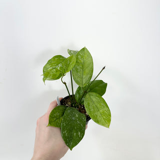 Hoya coriacea (silver) [#1698]