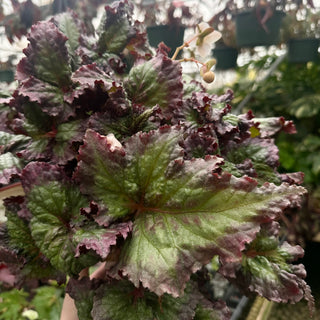 Begonia 'Harmony's Daenerys'