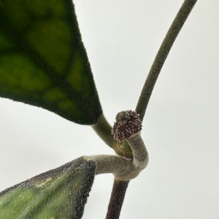 Hoya finlaysonii (Black) [#1872]