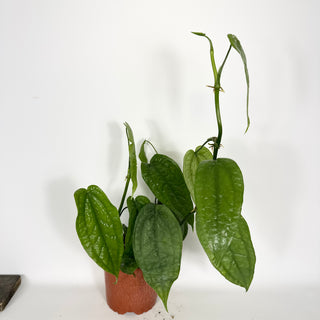Z-5319 - Anthurium sp. 'Limon' - 5.5" Pot