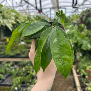 Hoya mappigera Borneo