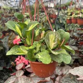 Hoya obovata variegata (Splash)