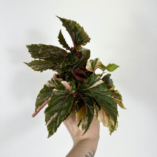 Begonia 'Ginny Galaxy' [#2173]