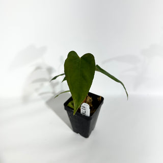 Anthurium 'Prince of Darkness' x indo portillae [#1785]