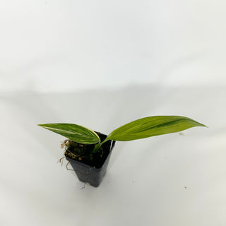 Z-4720 - Epipremnum amplissimum Variegata