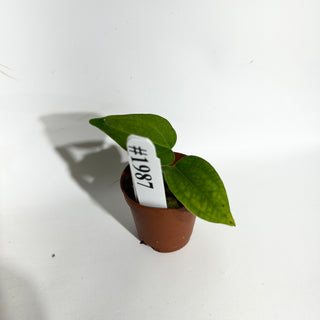 Anthurium 'Queen of Hearts' x 'Arnold Schwarzenegger' - Seedling [#1987]