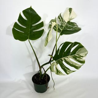 Monstera deliciosa var. borsigiana albo-variegata [#1450]