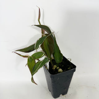 Z-4688 - Philodendron hederaceum ‘Micans Halo’