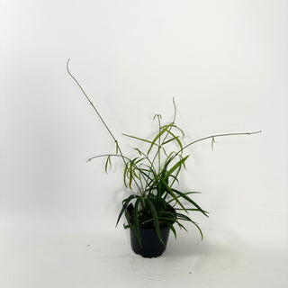 Hoya yvesrocheri [#1983]