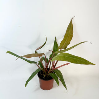 Philodendron 'Orange Marmalade' (Non-TC) [#2429]