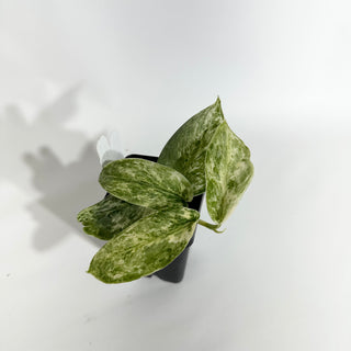 Z-4881 - Scindapsus pictus 'Peasun'