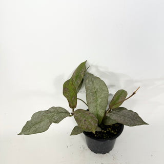 Hoya mitrata (silver) [#2365]