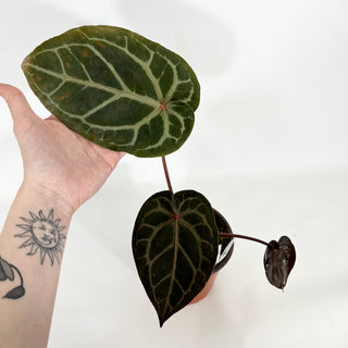 Anthurium 'Zara'/'Michele' x 'Doc Block Lineage' [#1346]