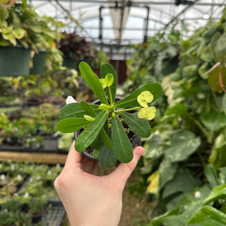 Euphorbia milii 'Lemon Yellow'