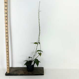 Hoya hellwigiana [#2290]