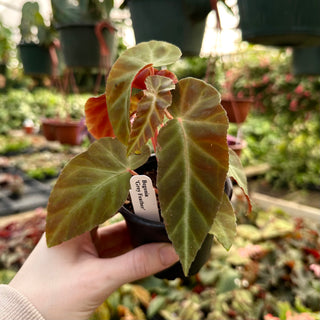 Begonia 'Grey Feather'