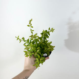 Hoya microdwarf (NS 12-323) [#2368]