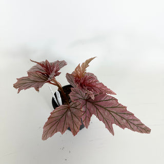 Begonia 'Lamoon' [#2313]