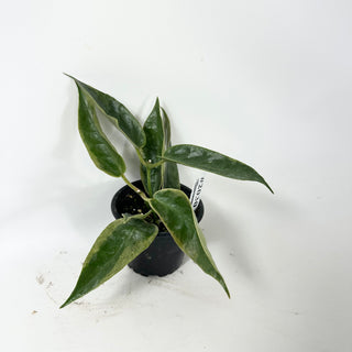 Hoya archboldiana (outer variegated) [#2030]