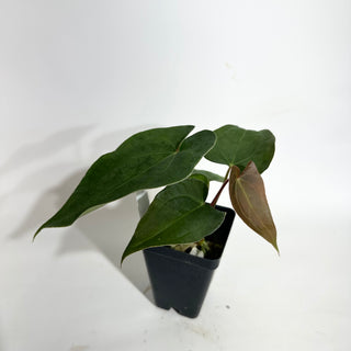 Anthurium Wu papillilaminum x 'Arnold Schwarzenegger' [#1788]