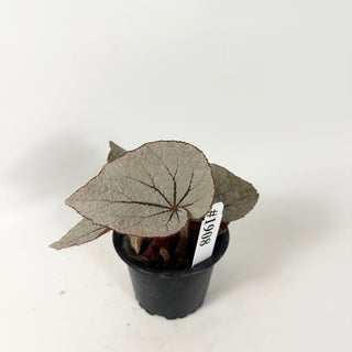 Begonia 'Rice Paper' [#1908]
