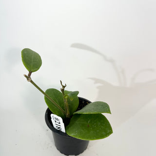 Hoya 'Ghost Fairy' [#2189]