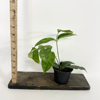 Hoya campanulata [#2225]