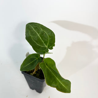 Z-5280 - Anthurium 'Big Bertha' x 'Arnold Schwarzenegger'