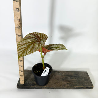 Z-4843 - Begonia brevirimosa (Silver Form)