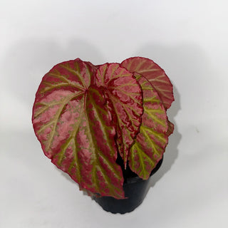 Z-4753 - Begonia "Crazy Pink" **NEW Release**