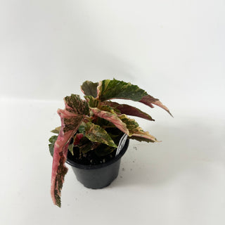 Begonia 'Ginny Galaxy' [#2494]