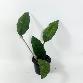Hoya sp. Nong Nooch [#1961]
