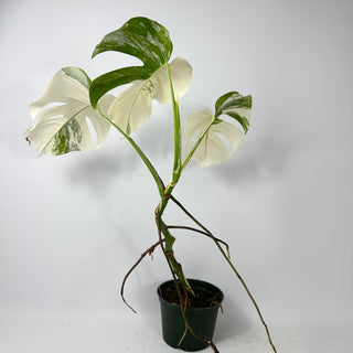 Monstera deliciosa var. borsigiana albo-variegata [#2349]