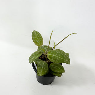 Hoya elliptica [#1683]