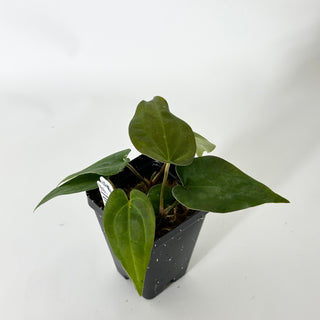 Anthurium Wu papillilaminum x 'Arnold Schwarzenegger' [#1675]