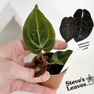 Anthurium 'Contessa' x self - Seedling [#1898]