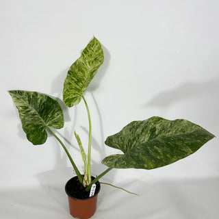 Philodendron giganteum variegata (Non-TC) [#1266]