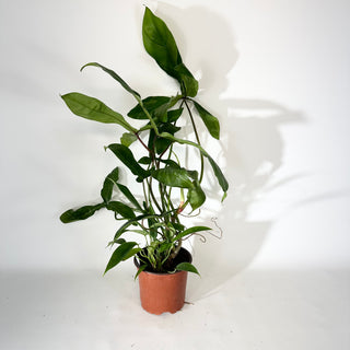 Philodendron sp. 69686 (Non-TC) [#2039]