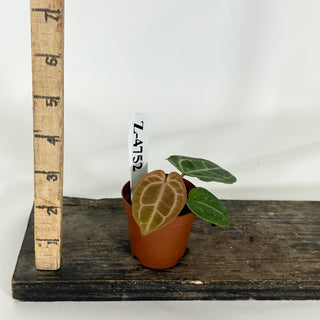 Z-4752 - Anthurium 'Tezula Dreamweaver'/dorayaki x 'Arnold Schwarzenegger' - Seedling