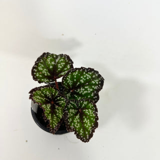 Begonia 'Fairytale' [#2104]
