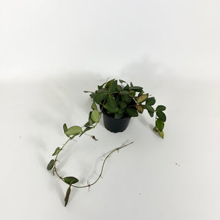 Hoya sp. aff. burtoniae (variegated) [#2224]