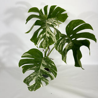 Monstera deliciosa var. borsigiana albo-variegata [#1532]