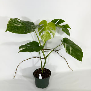 Monstera deliciosa var. borsigiana albo-variegata [#1531]